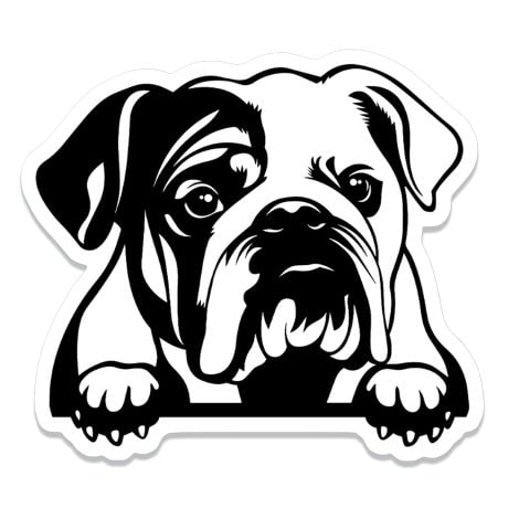 Peeking Bulldog Decals for Cars, Windows, Bottles, Phones. Ideal gift for English Bulldog lovers.